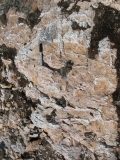 hydrothermal-breccia