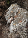 intesne-silica-veining